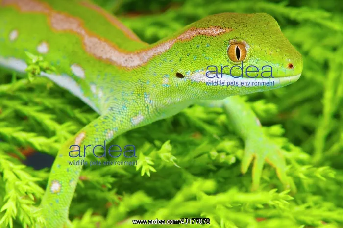 : The Northland green gecko (Naultinus grayii) is : The Northland green gecko (Naultinus grayii) is