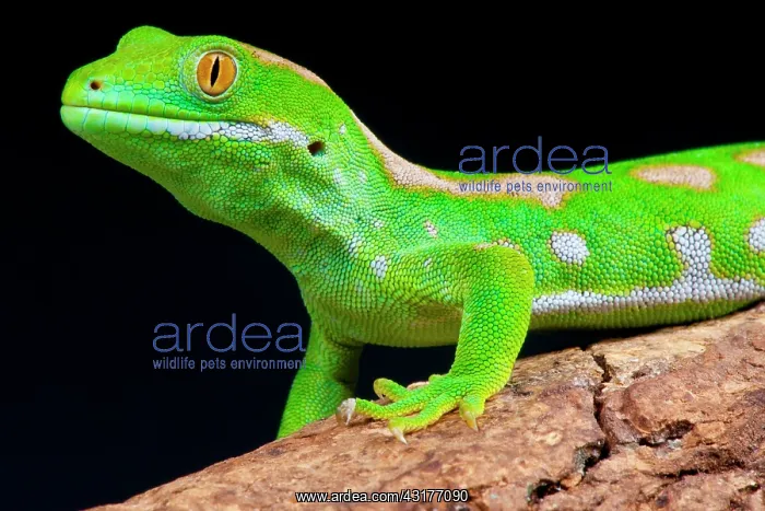 : The Northland green gecko (Naultinus grayii) is : The Northland green gecko (Naultinus grayii) is