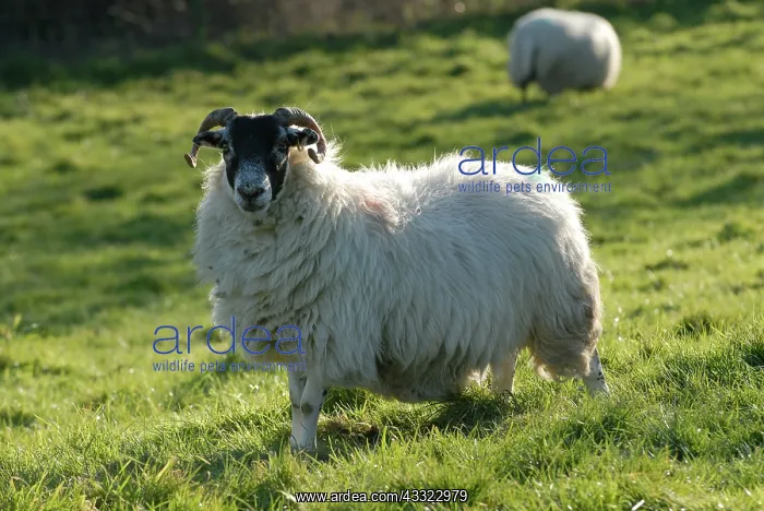  : Ewe. Northumberland blackface ewe in lamb on long pasture, Devon