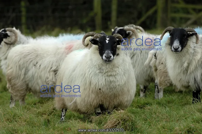  : Ewes. Northumberland blackface ewes in lamb on long pasture, Devon
