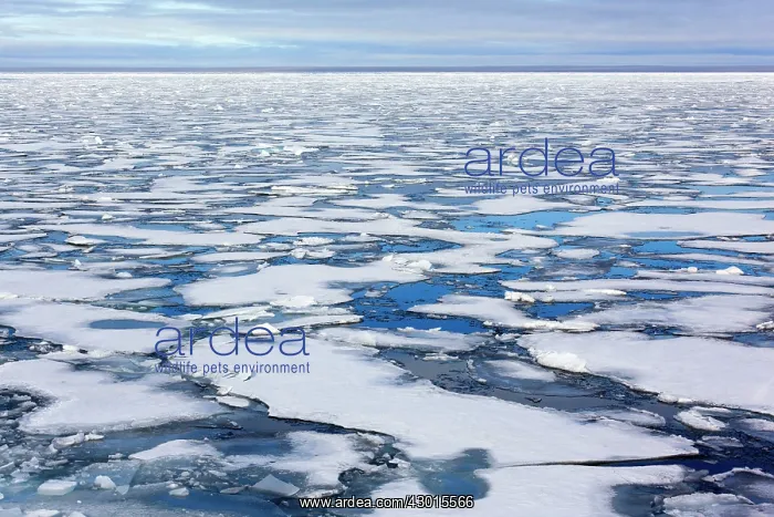 : Northwest Passage melting and breaking sea : Northwest Passage melting and breaking sea