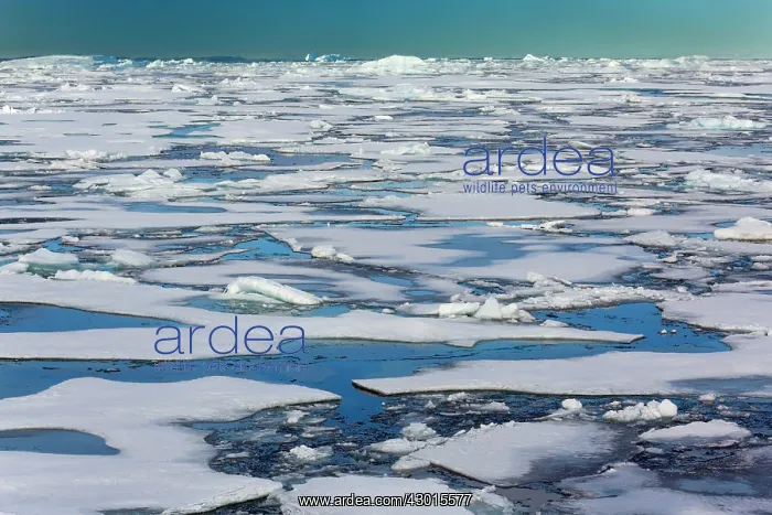 : Northwest Passage melting and breaking sea : Northwest Passage melting and breaking sea