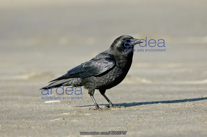 : Northwestern Crow : Northwestern Crow