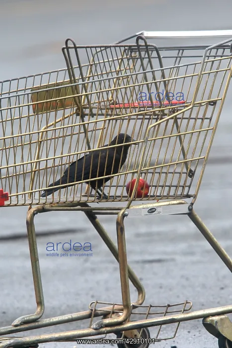 : Northwestern Crow - eating apple in abandoned shopping : Northwestern Crow - eating apple in abandoned shopping
