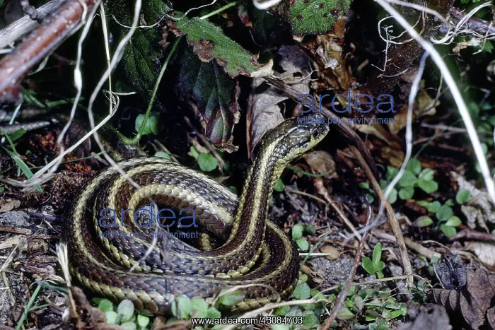 : Northwestern Gartersnake : Northwestern Gartersnake