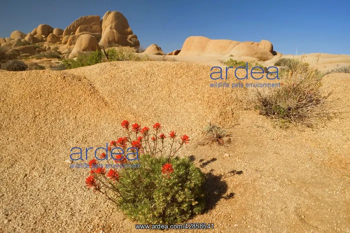 : Northwestern Indian / Desert Paintbrush - grows : Northwestern Indian / Desert Paintbrush - grows