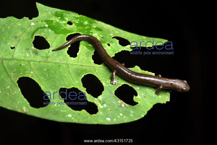 : Northwestern Mushroom-tongue Salamander (Bolitoglossa : Northwestern Mushroom-tongue Salamander (Bolitoglossa