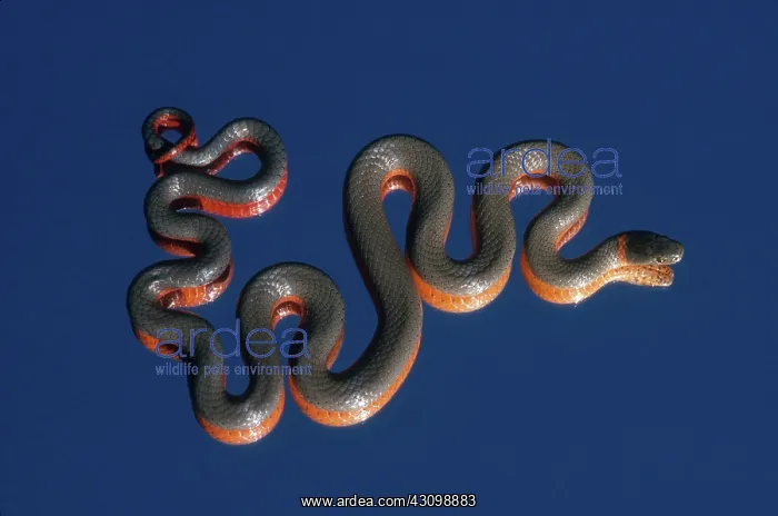: Northwestern Ring-necked Snake : Northwestern Ring-necked Snake