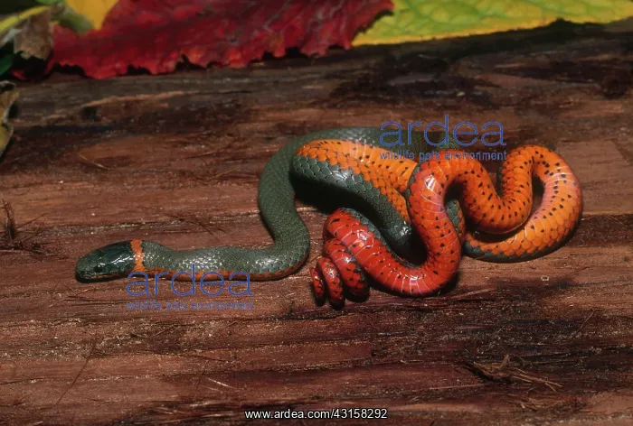 : Northwestern Ringneck Snake : Northwestern Ringneck Snake