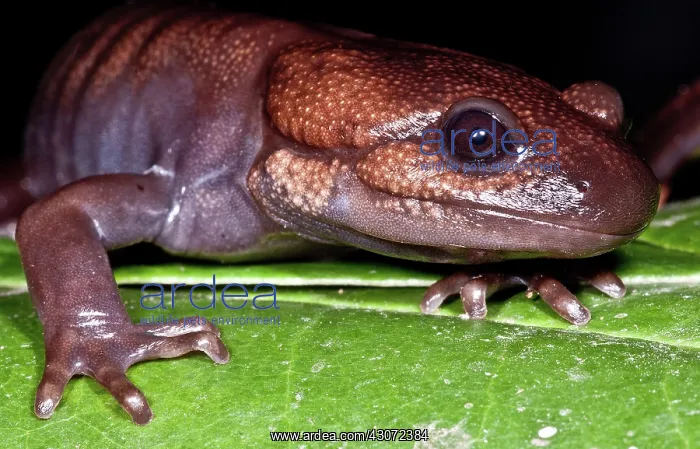 : Northwestern Salamander : Northwestern Salamander