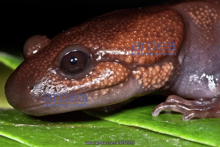 : Northwestern Salamander : Northwestern Salamander