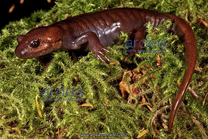 : Northwestern Salamander : Northwestern Salamander