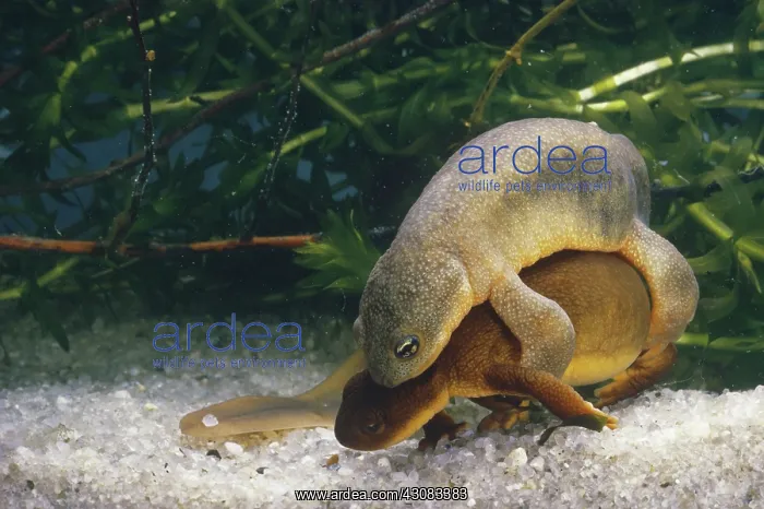  : Northwestern Salamanders in amplexus