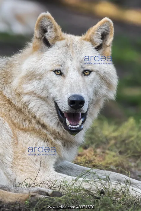 : Northwestern wolf, Mackenzie Valley wolf (Canis : Northwestern wolf, Mackenzie Valley wolf (Canis