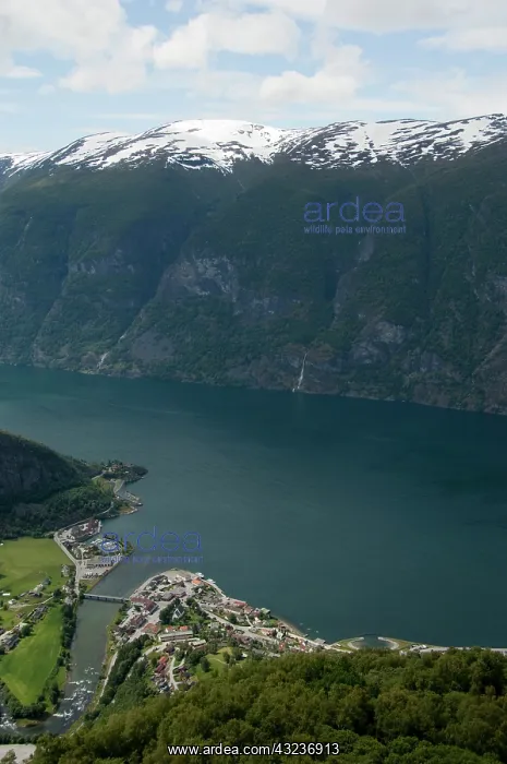 : Norway, Aurland near Flam. Stegastein Overlook : Norway, Aurland near Flam. Stegastein Overlook