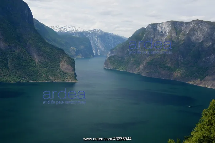 : Norway, Aurland near Flam. Stegastein Overlook : Norway, Aurland near Flam. Stegastein Overlook