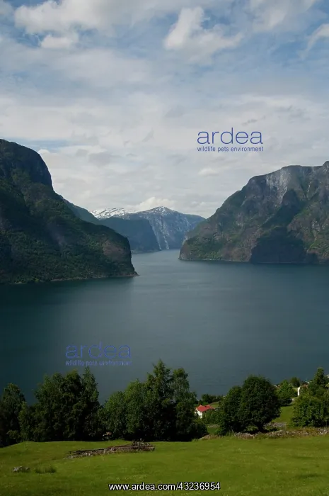 : Norway, Aurland near Flam. View of Aurland : Norway, Aurland near Flam. View of Aurland