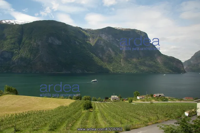 : Norway, Aurland near Flam. View of Aurland : Norway, Aurland near Flam. View of Aurland