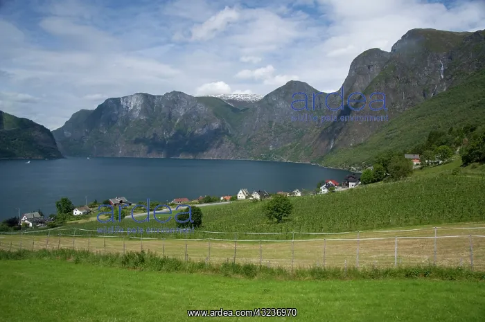 : Norway, Aurland near Flam. View of Aurland : Norway, Aurland near Flam. View of Aurland