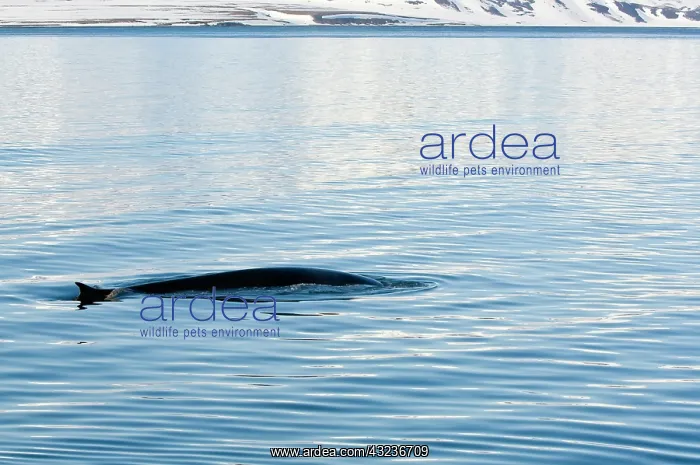 : Norway. Fin whale in Woodfjord Svalbard : Norway. Fin whale in Woodfjord Svalbard