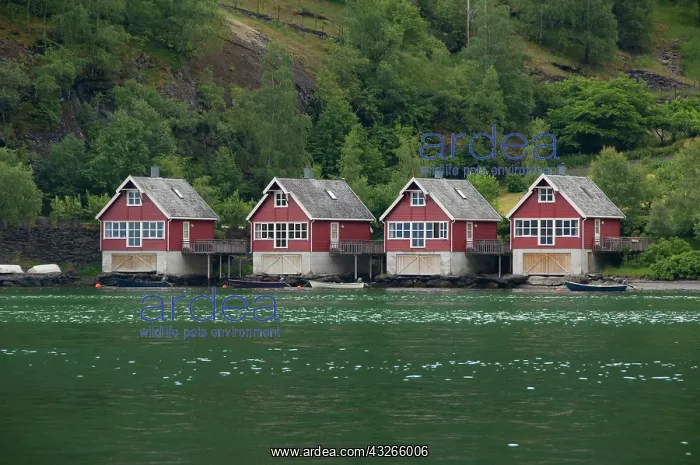 : Norway, Flam (aka Flaam). Typical Norwegian : Norway, Flam (aka Flaam). Typical Norwegian