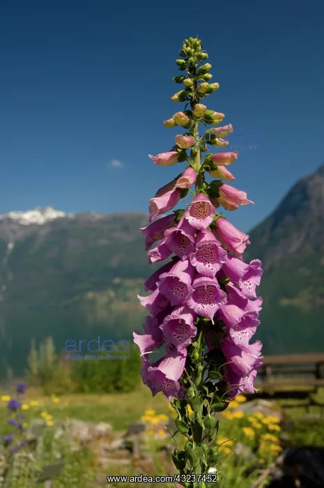 : Norway, Geirangerfjord District. Jostedalsbreen : Norway, Geirangerfjord District. Jostedalsbreen