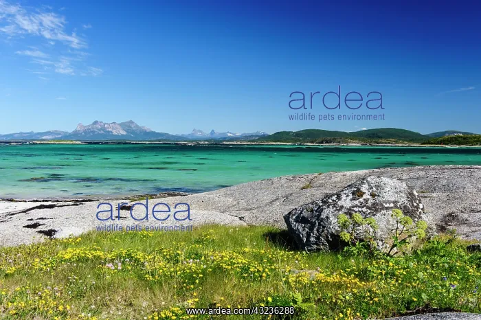 : Norway. Glacially polished rock slabs mixes : Norway. Glacially polished rock slabs mixes