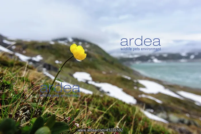 : Norway. Globe flower (Trollius europaeus) : Norway. Globe flower (Trollius europaeus)