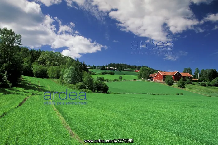 : Norway, Grudbrandsdal. Farm fields and buildings : Norway, Grudbrandsdal. Farm fields and buildings