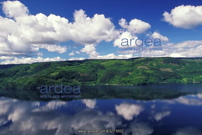 : Norway, Honefoss. View of Tyrifjorden : Norway, Honefoss. View of Tyrifjorden