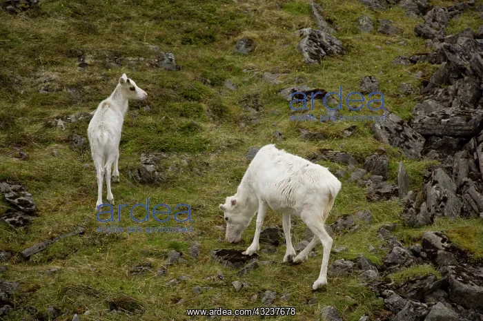 : Norway, Honningsvag, North Cape. The Northern : Norway, Honningsvag, North Cape. The Northern