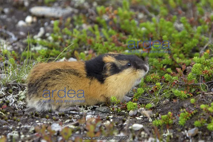  : Norway Lemming adult in tundra