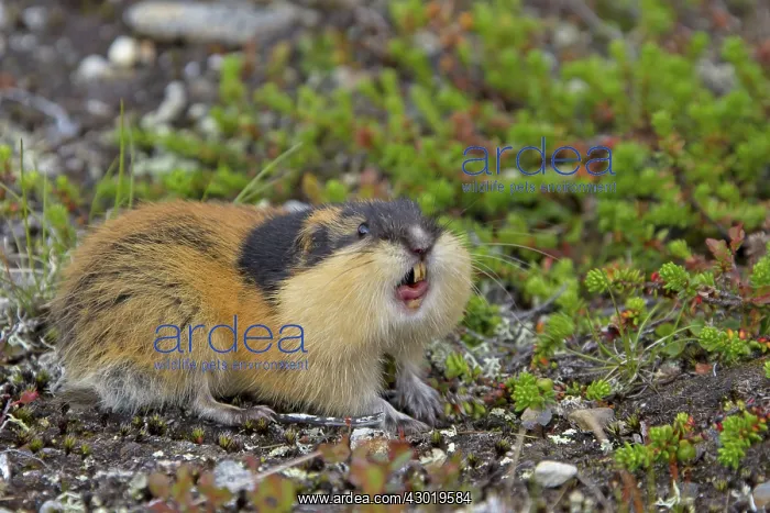  : Norway Lemming adult in tundra