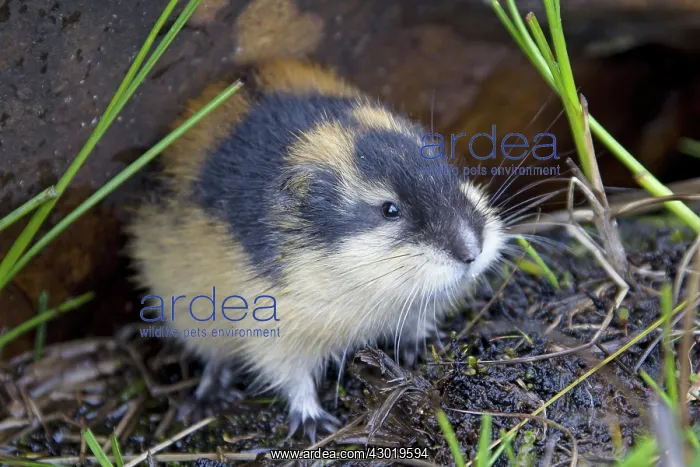  : Norway Lemming adult in tundra