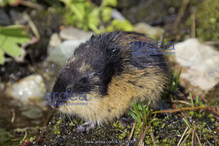  : Norway Lemming adult in tundra