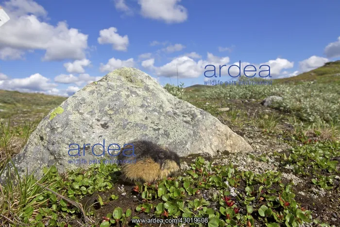  : Norway Lemming adult in tundra
