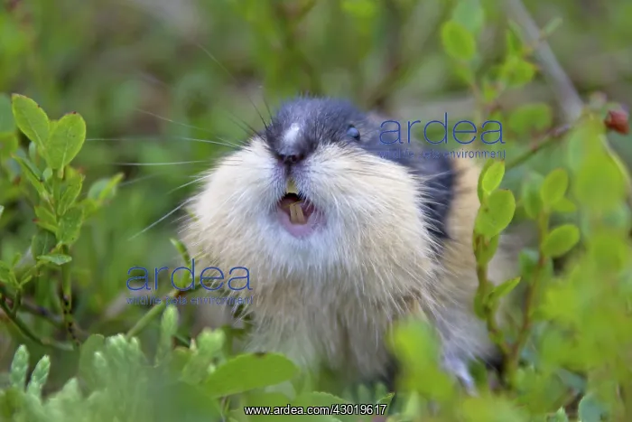  : Norway Lemming adult in tundra
