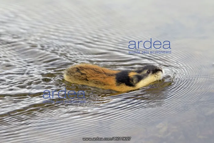  : Norway Lemming adult in tundra