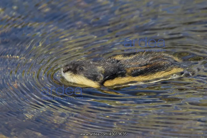  : Norway Lemming adult in tundra