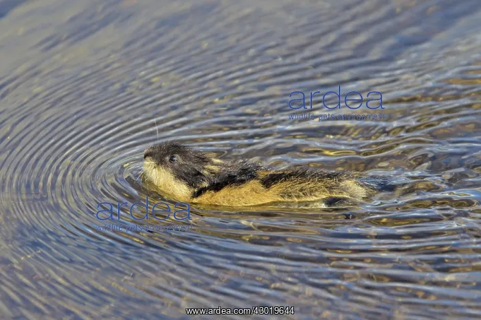  : Norway Lemming adult in tundra