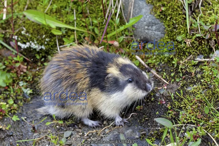  : Norway Lemming adult in tundra