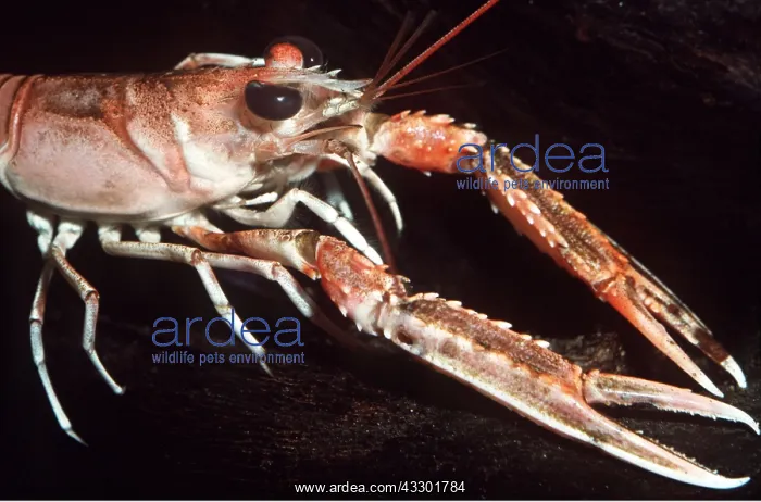 : Norway LOBSTER / Scampi / Dublin Bay Prawn / Langoustine : Norway LOBSTER / Scampi / Dublin Bay Prawn / Langoustine