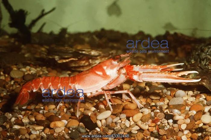 : Norway LOBSTER / Scampi / Dublin Bay Prawn / Langoustine : Norway LOBSTER / Scampi / Dublin Bay Prawn / Langoustine
