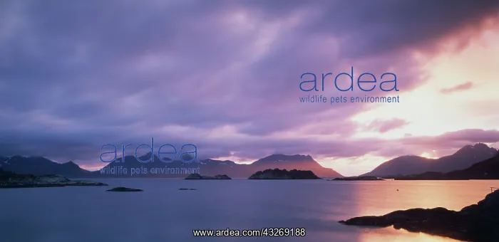  : Norway, Lofoten, Henningsvaer, midnight