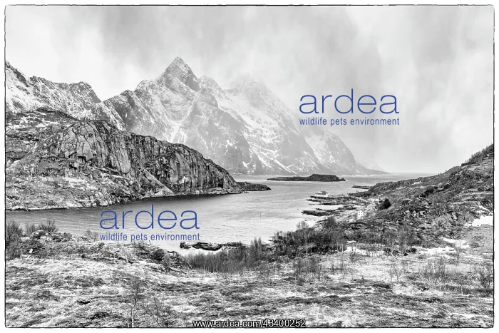  : Norway, Lofoten Islands. Fjord at Mount Himmeltinden
