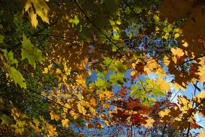 : Norway Maple (Acer platanoides) leaves in autum : Norway Maple (Acer platanoides) leaves in autum