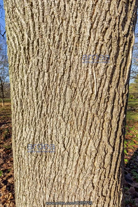 : Norway maple (Acer platanoides) Schwedleri : Norway maple (Acer platanoides) Schwedleri