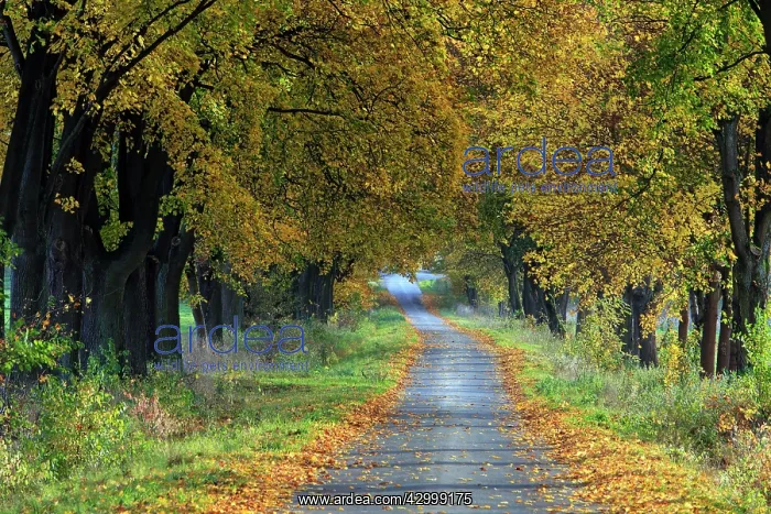 : Norway Maple Allee Trees - in autumn colour alongside : Norway Maple Allee Trees - in autumn colour alongside