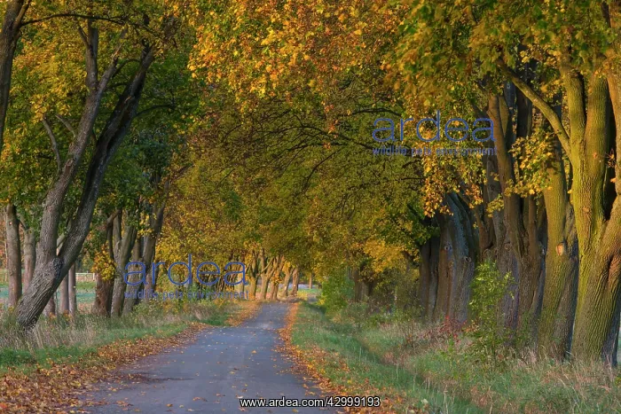 : Norway Maple Allee Trees - in autumn colour alongside : Norway Maple Allee Trees - in autumn colour alongside