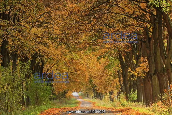 : Norway Maple Allee Trees - in autumn colour alongside : Norway Maple Allee Trees - in autumn colour alongside
